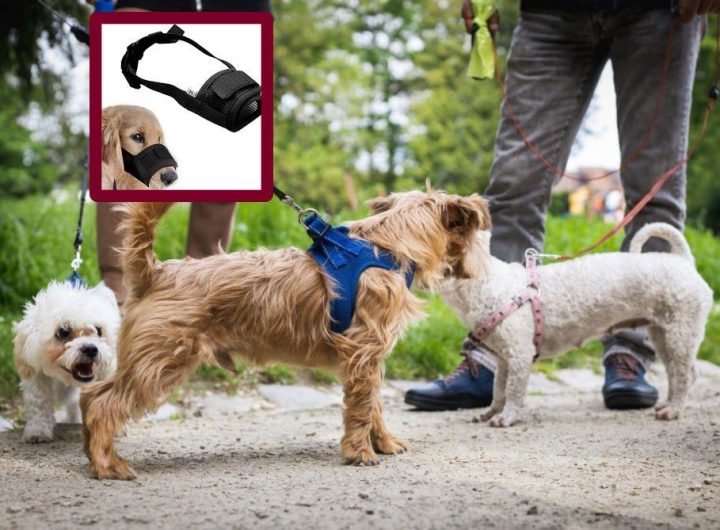 rules-for-dog-by-Nagpur-police