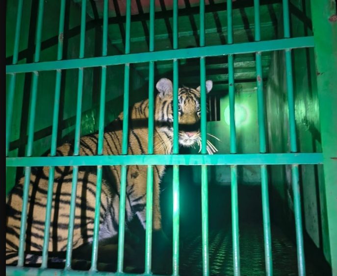 Three cubs arrested along with tigress..