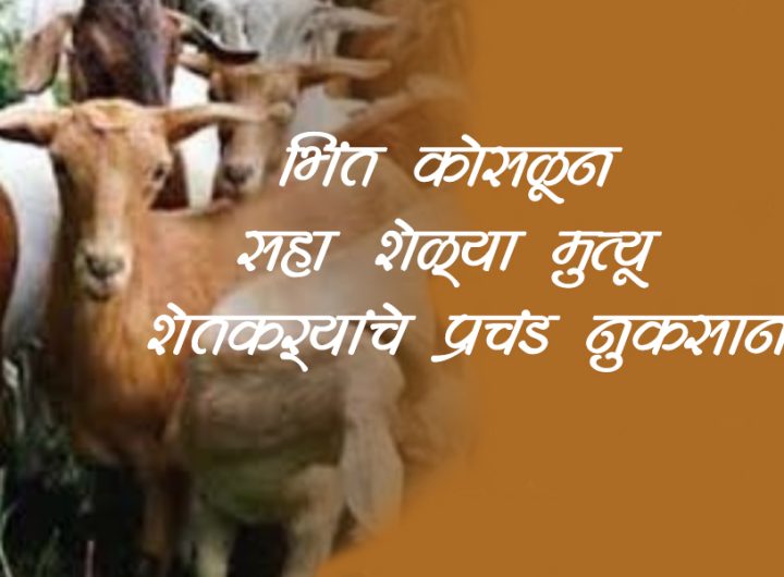 Six goats die after wall collapses, farmers suffer huge loss