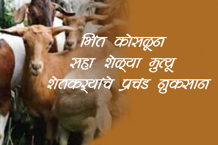 Six goats die after wall collapses, farmers suffer huge loss