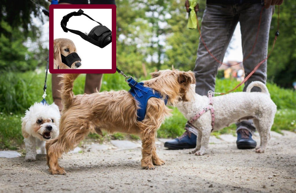 rules-for-dog-by-Nagpur-police