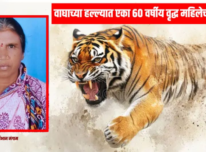 A 60-year-old woman died tragically in a tiger attack.