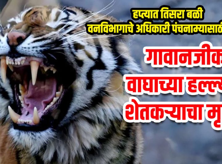 Farmer killed in tiger attack near village